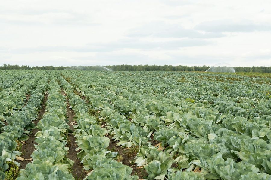 Cabbage field with rows of leafy green plants under a cloudy sky. Sprinklers water the crops in the distance.
