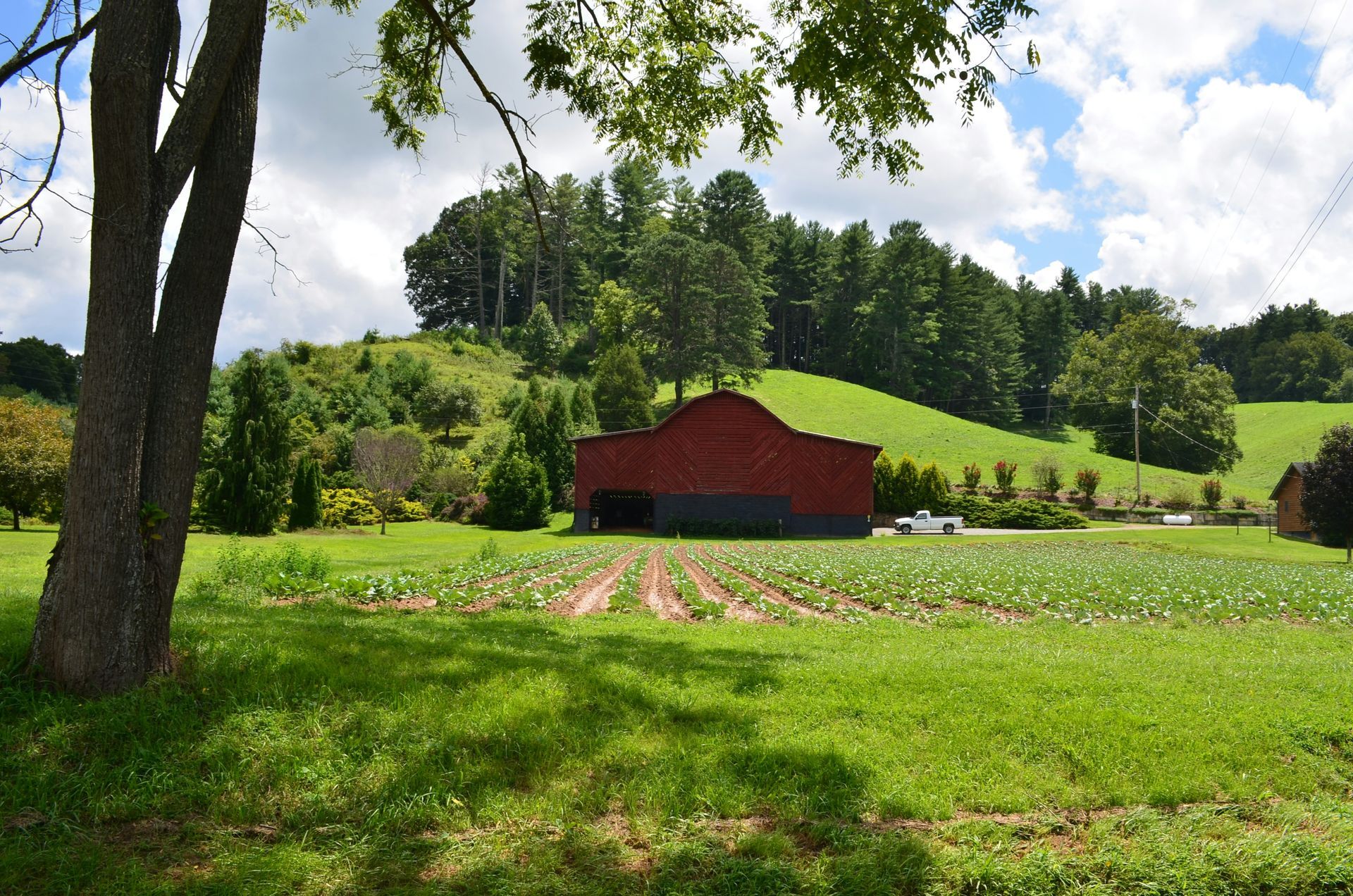 Red barn in a field of crops with a tree in the foreground and a tree-covered hill in the background under a cloudy sky.