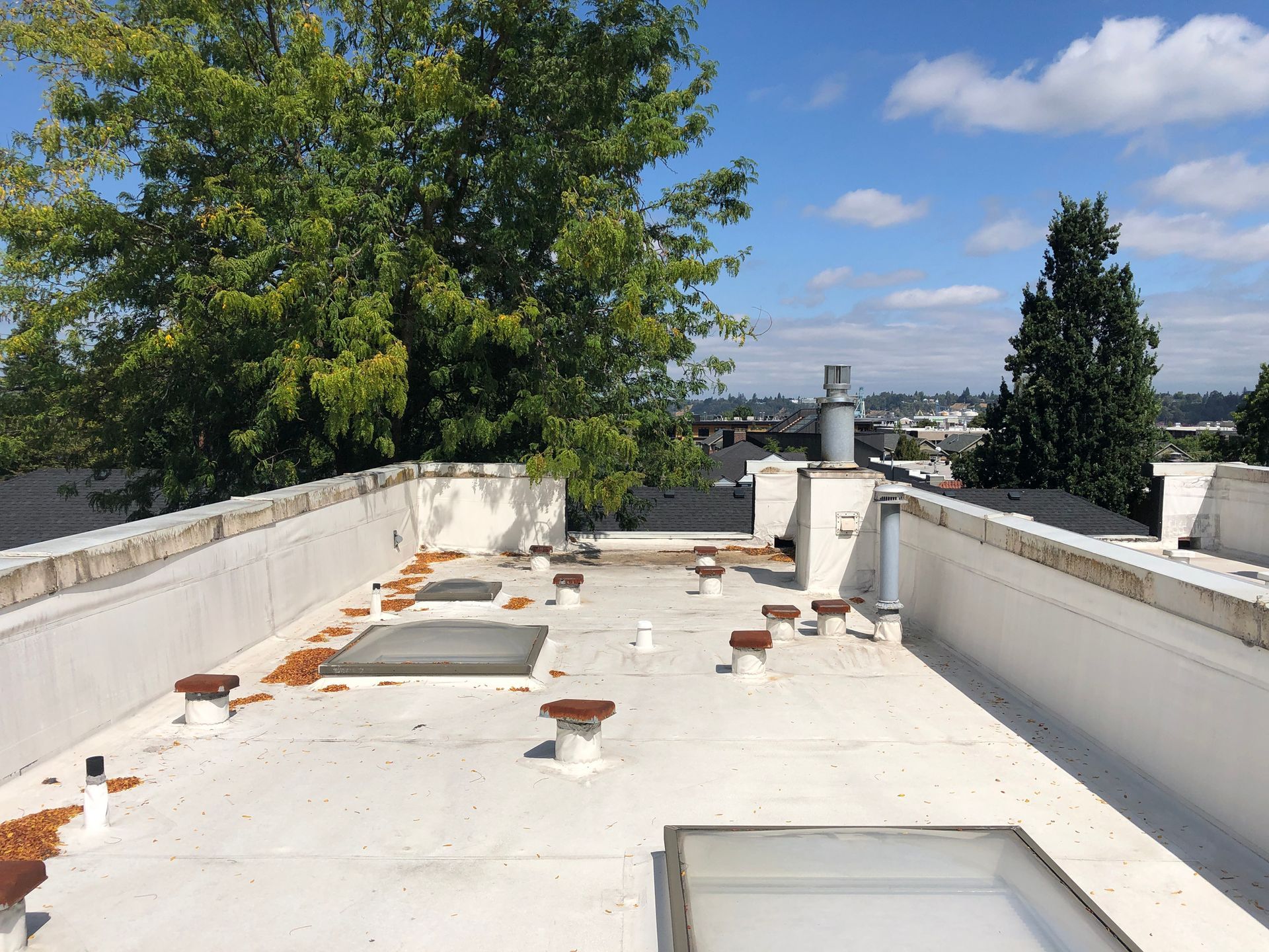 Flat rooftop with skylights, vents, and a large tree in the background under a bright blue sky.