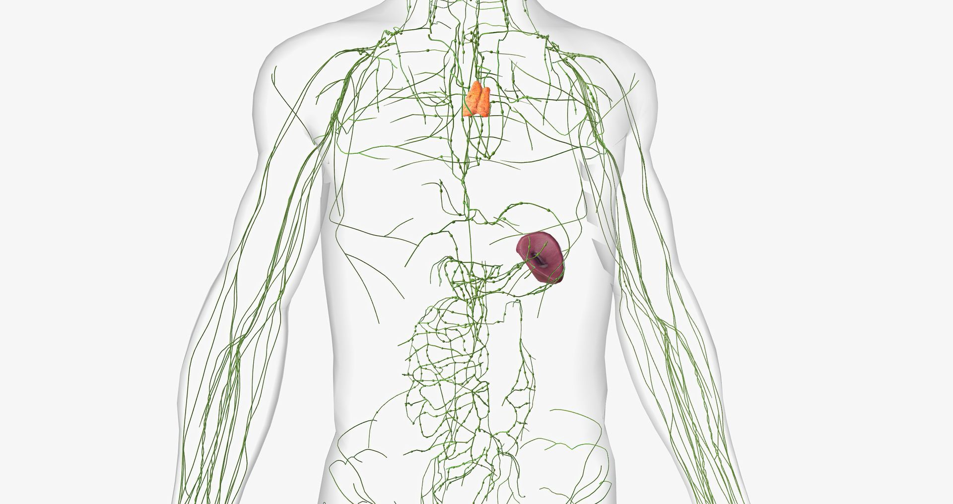 What is the lymphatic system? Where is it located and its importance in ...