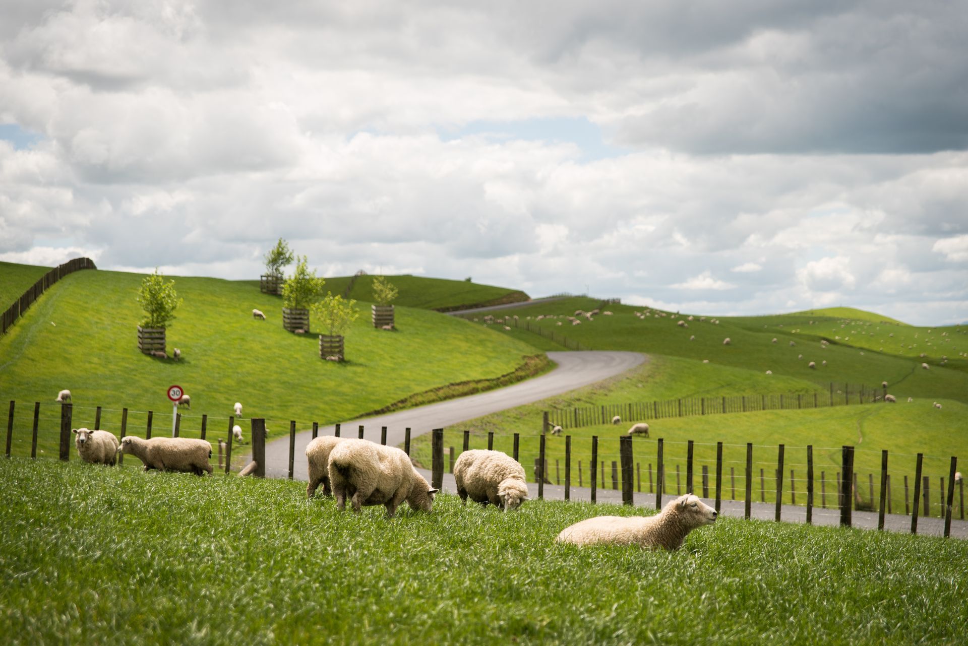 Sheep graze in a lush green pasture with a winding road under a cloudy sky.