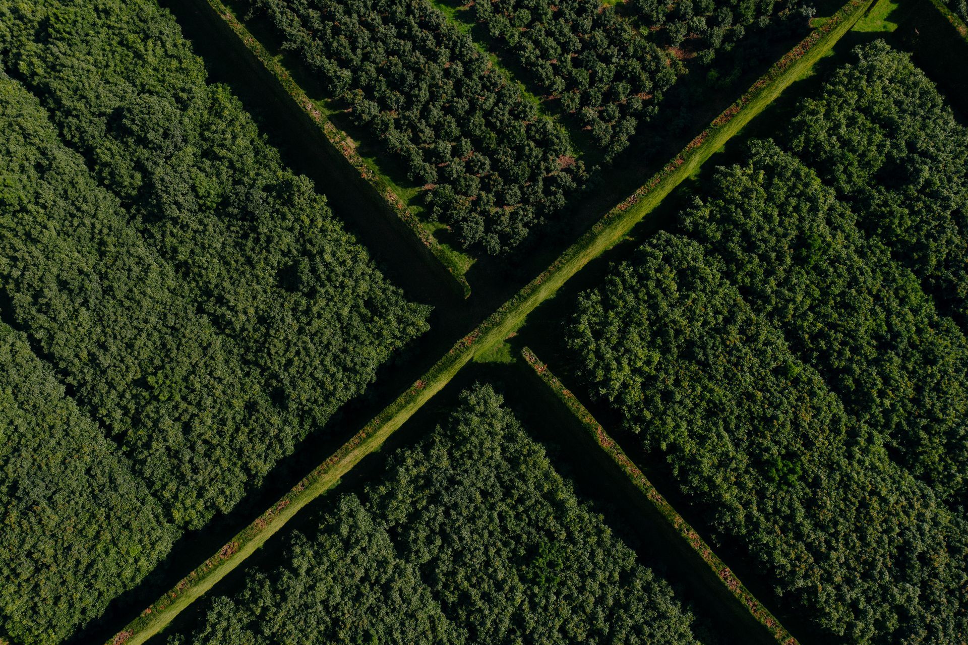 Overhead view of a lush green forest, crisscrossed by straight, narrow paths.