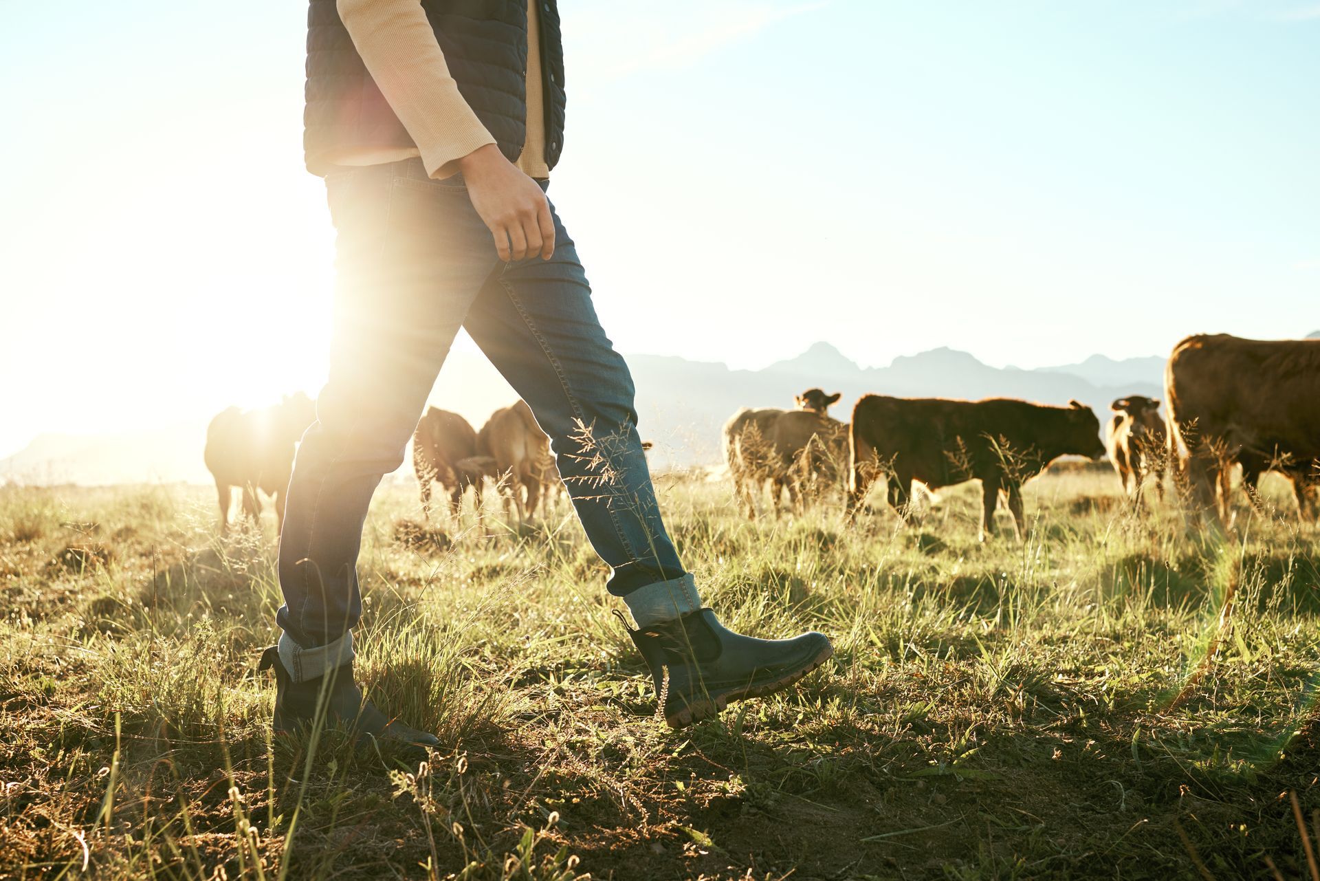 Person walking in a grassy field with cows, sun in the background.