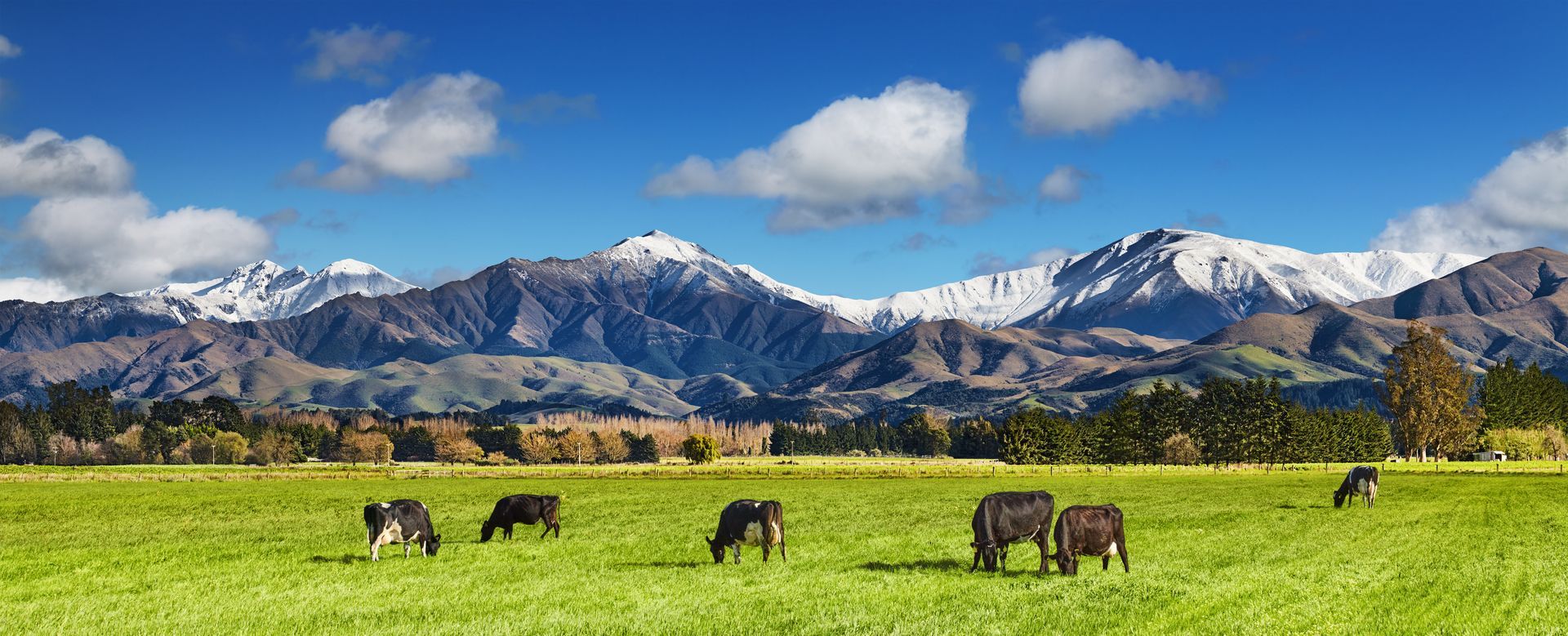 Cows grazing in a green field with snow-capped mountains and a blue sky in the background.