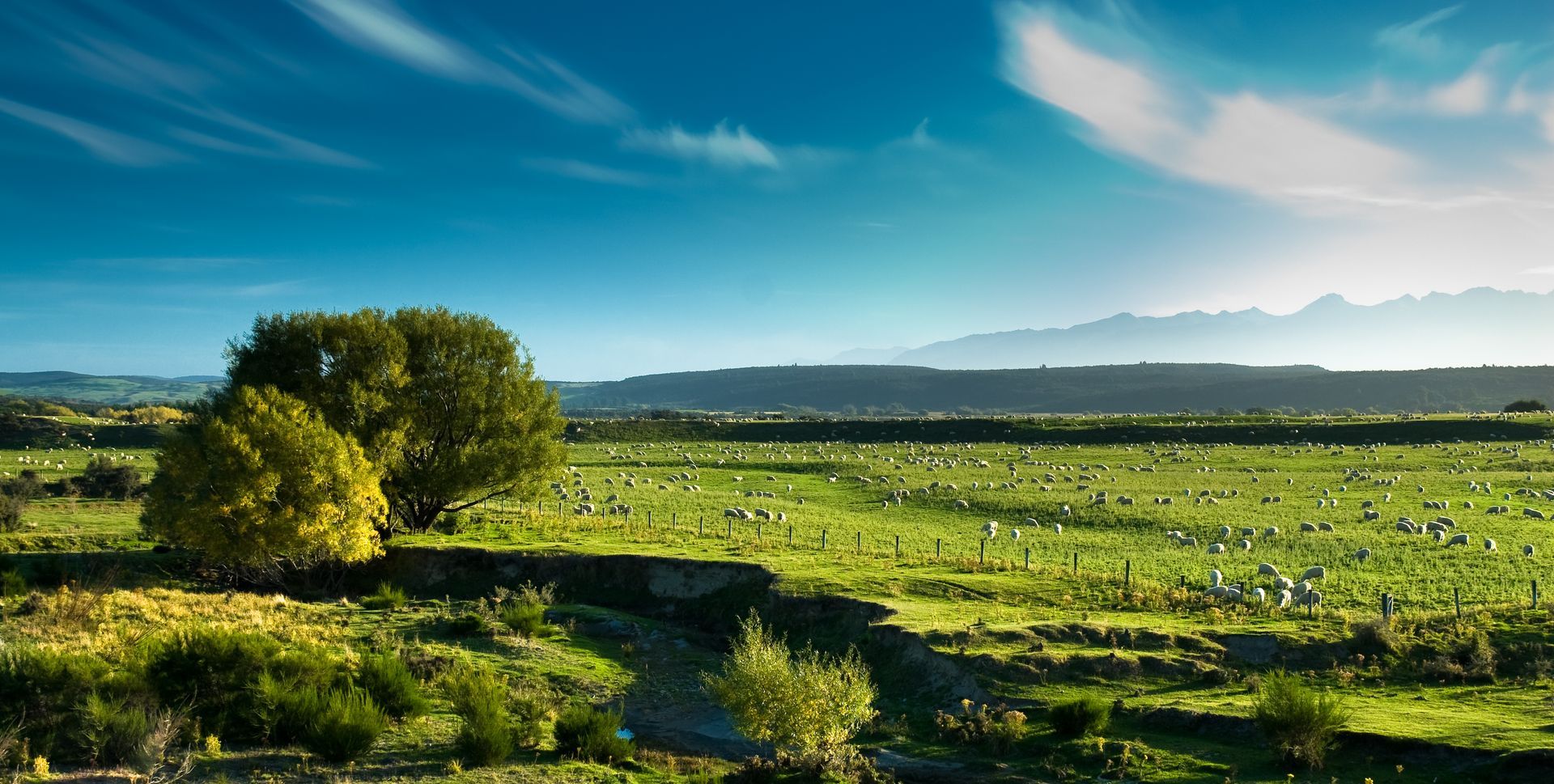 Green pasture with scattered sheep, trees, and mountains under a blue sky.