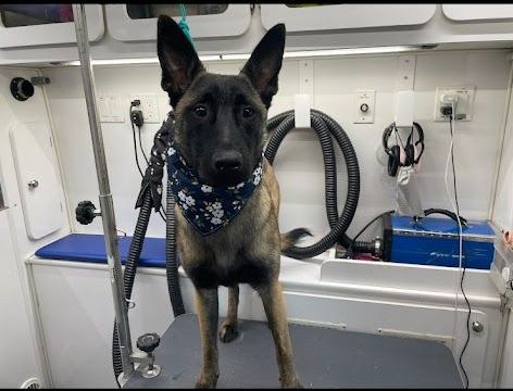 A dog is standing on a grooming table in a van.