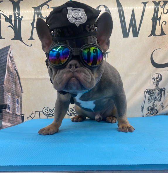 A french bulldog wearing a police hat and goggles