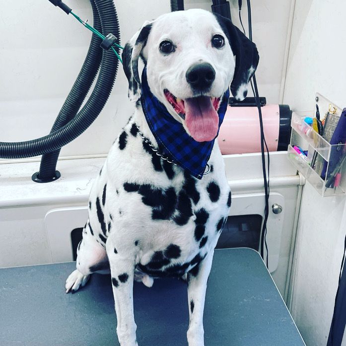 A dalmatian dog is sitting on a table with its tongue out