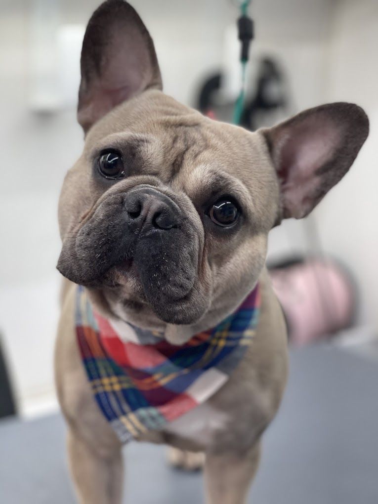 A close up of a french bulldog wearing a plaid bandana