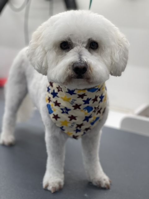 A small white dog wearing a bandana with stars on it
