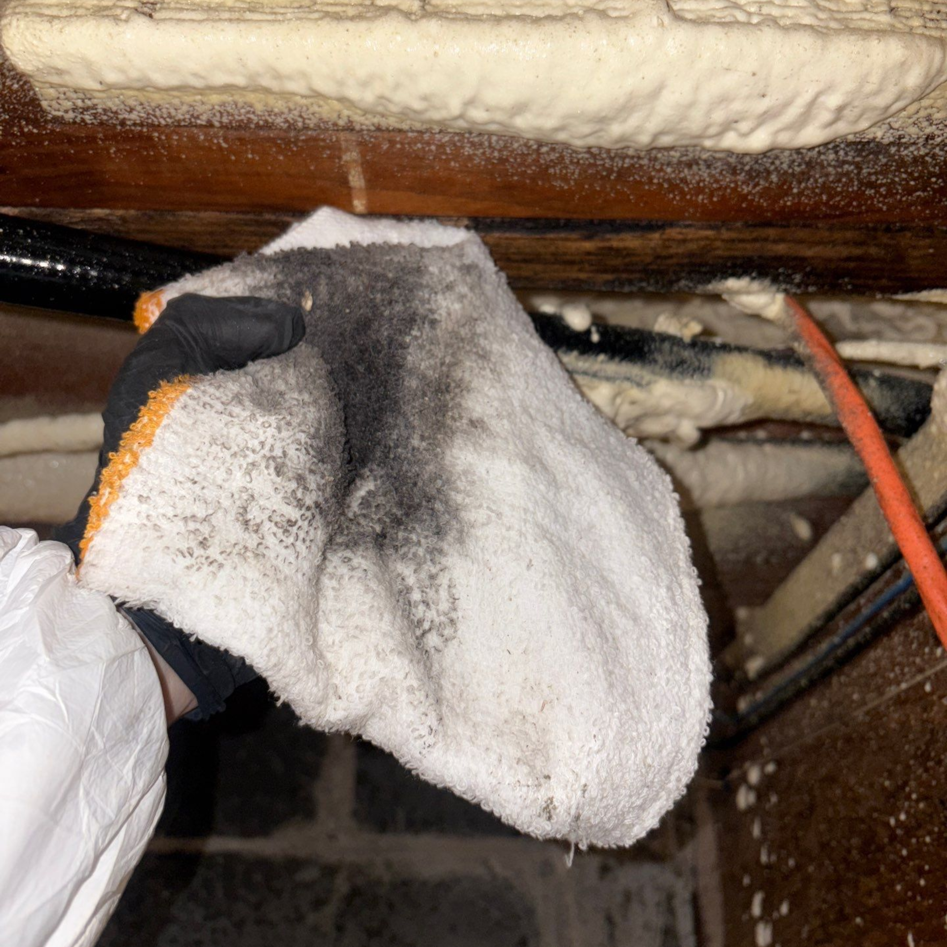 mold on floor joists in Hamptons crawlspace