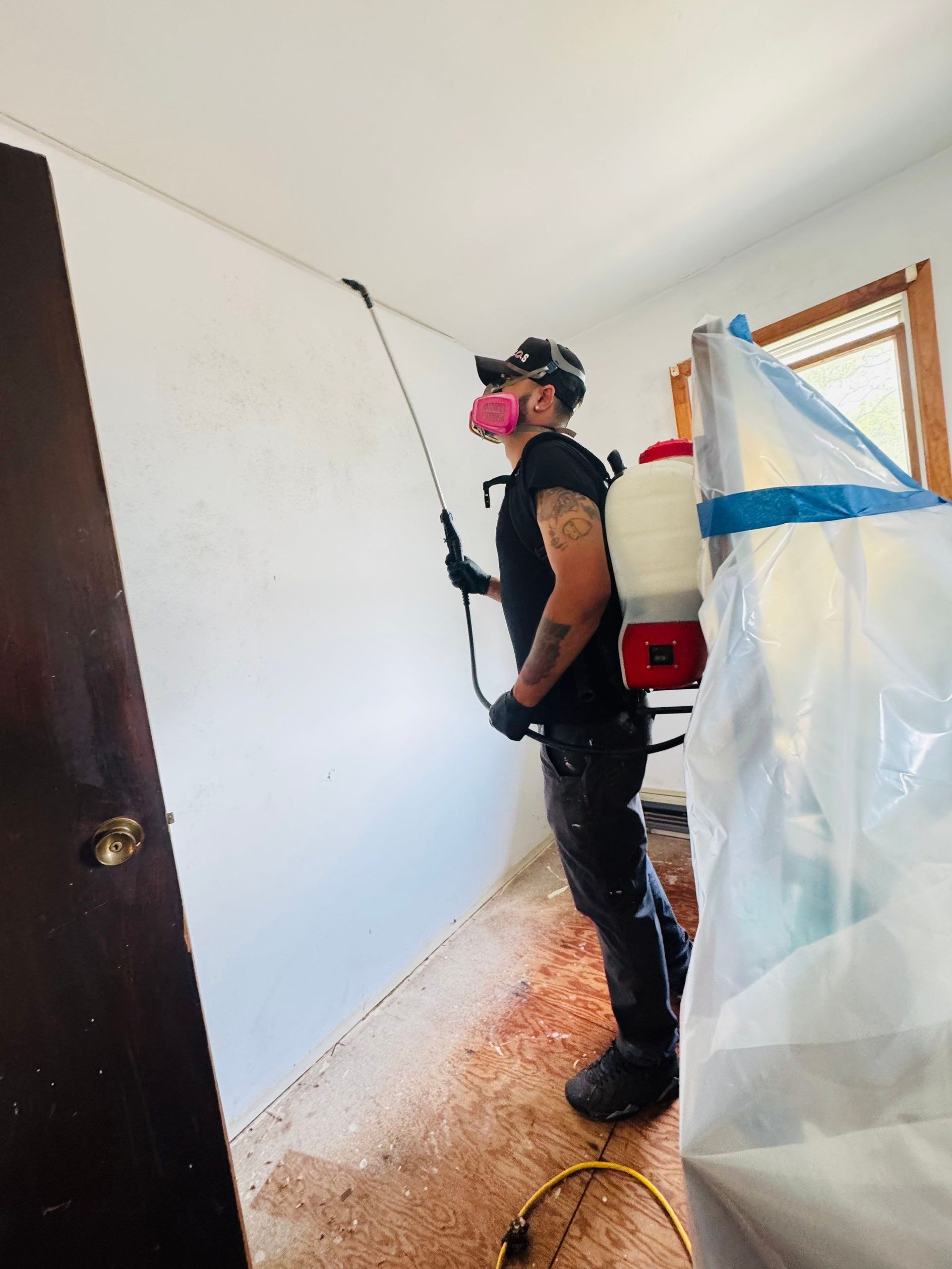 Mold remediation spraying with enzyme solution.