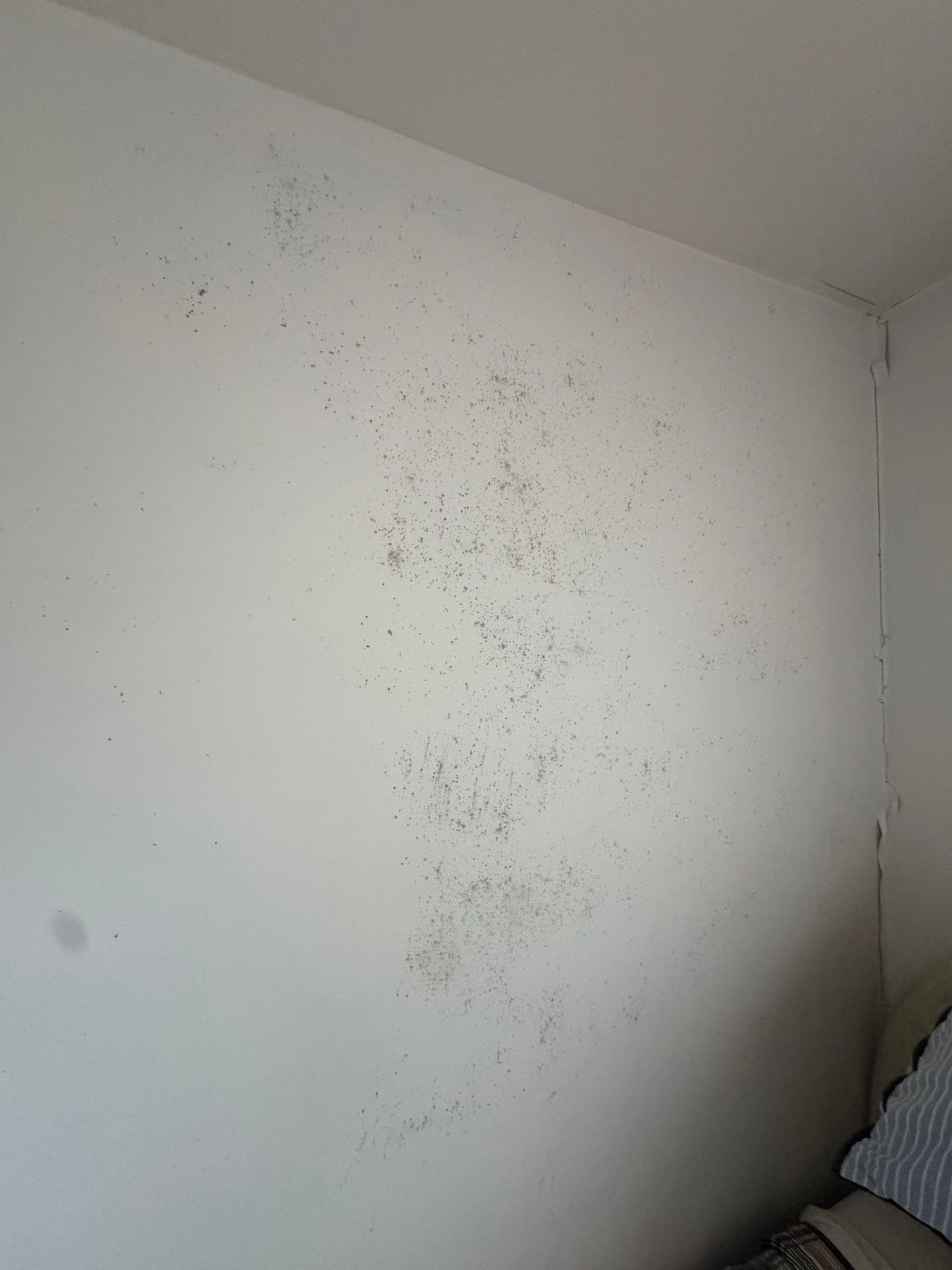 Mold infestation on bedroom wall