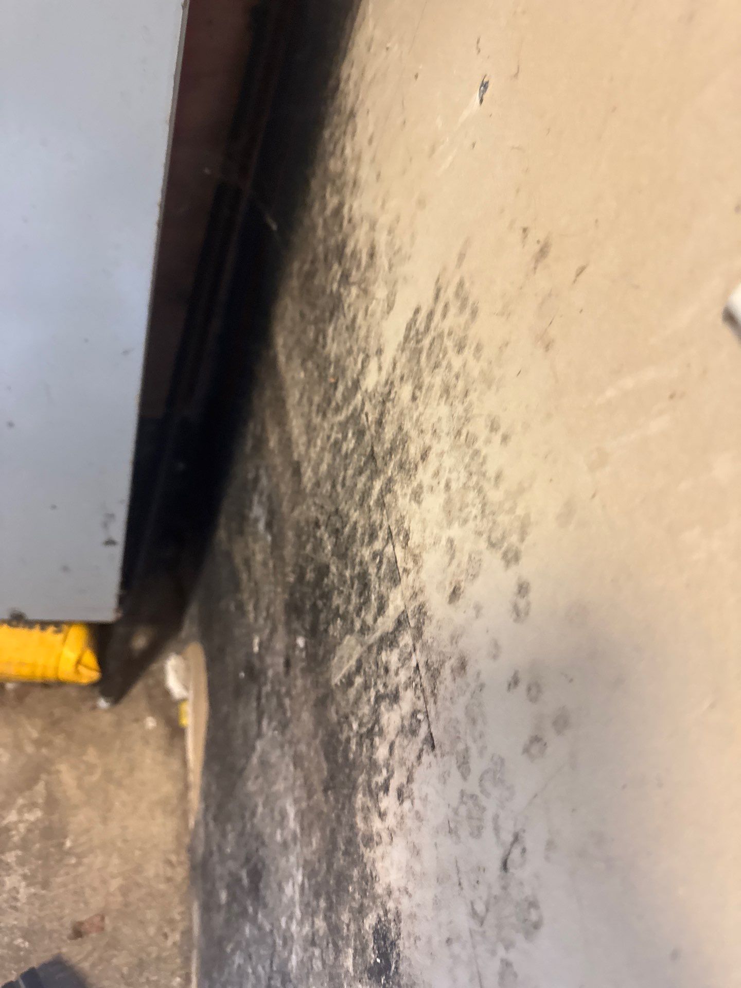 Homeowner attempting to clean black mold from a wall in a Long Island home