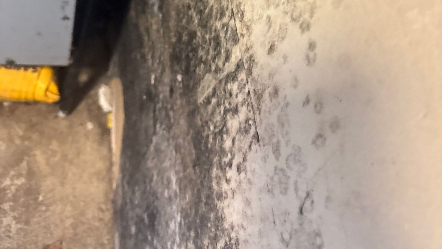 Homeowner attempting to clean black mold from a wall in a Long Island home