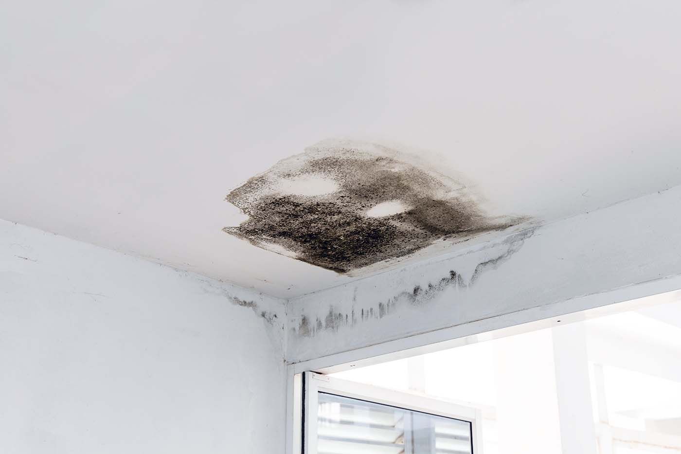 Mold Risks After Water Damage. K.O.S. Restoration offers IICRC certified water damage restoration. 