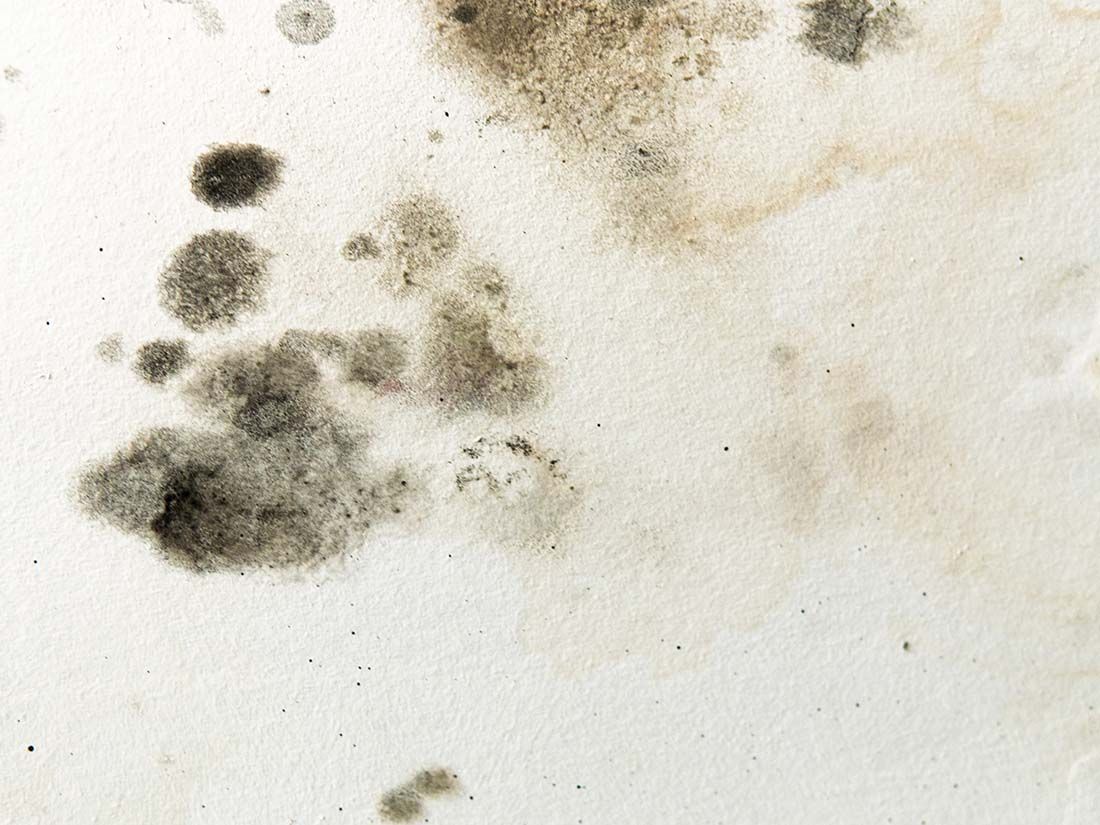 mold testing Long Island