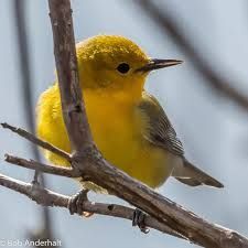 A small yellow bird perched on a tree branch.