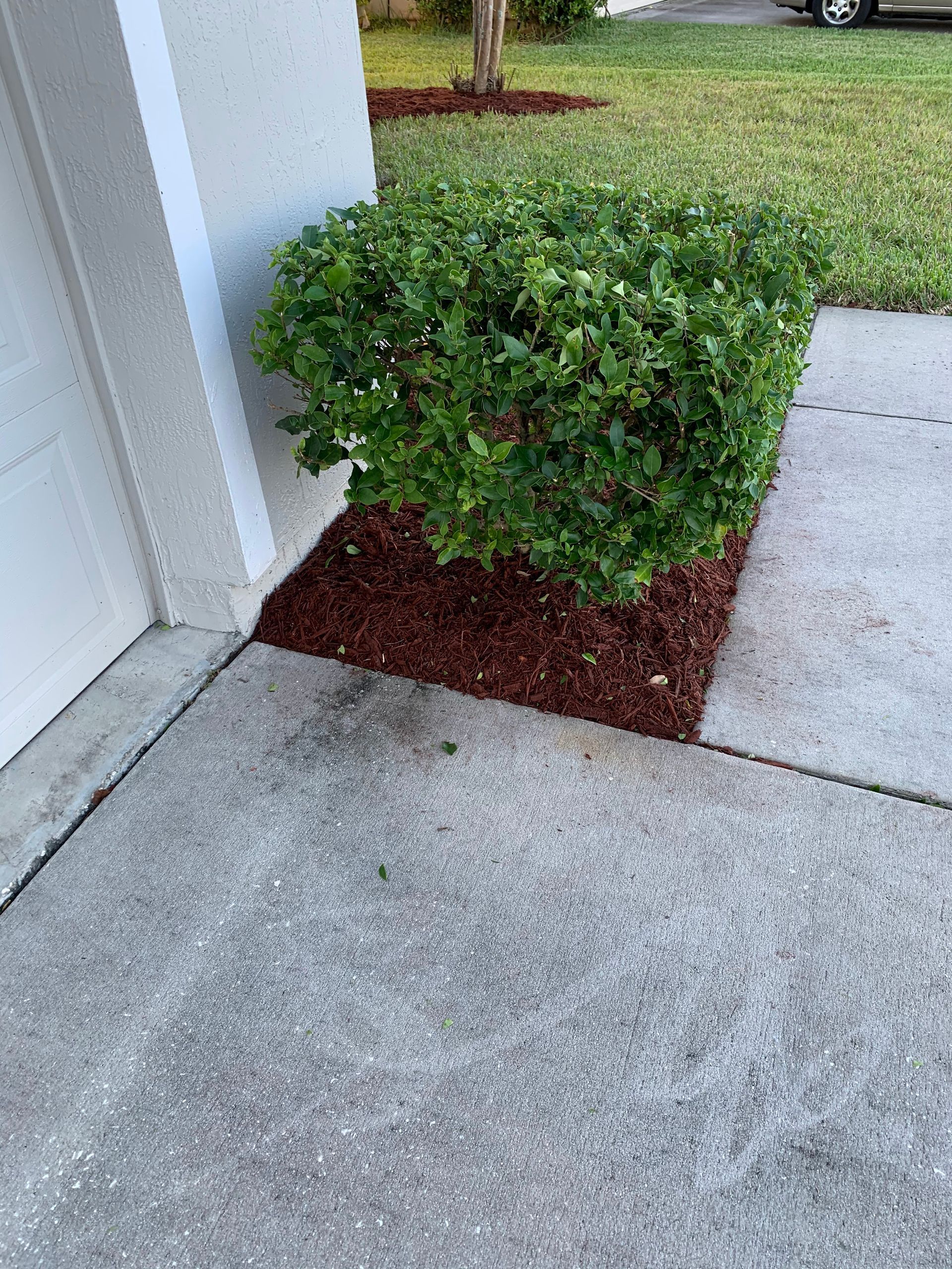 A trimmed green bush next to a garage wall, planted in brown mulch on a concrete driveway.