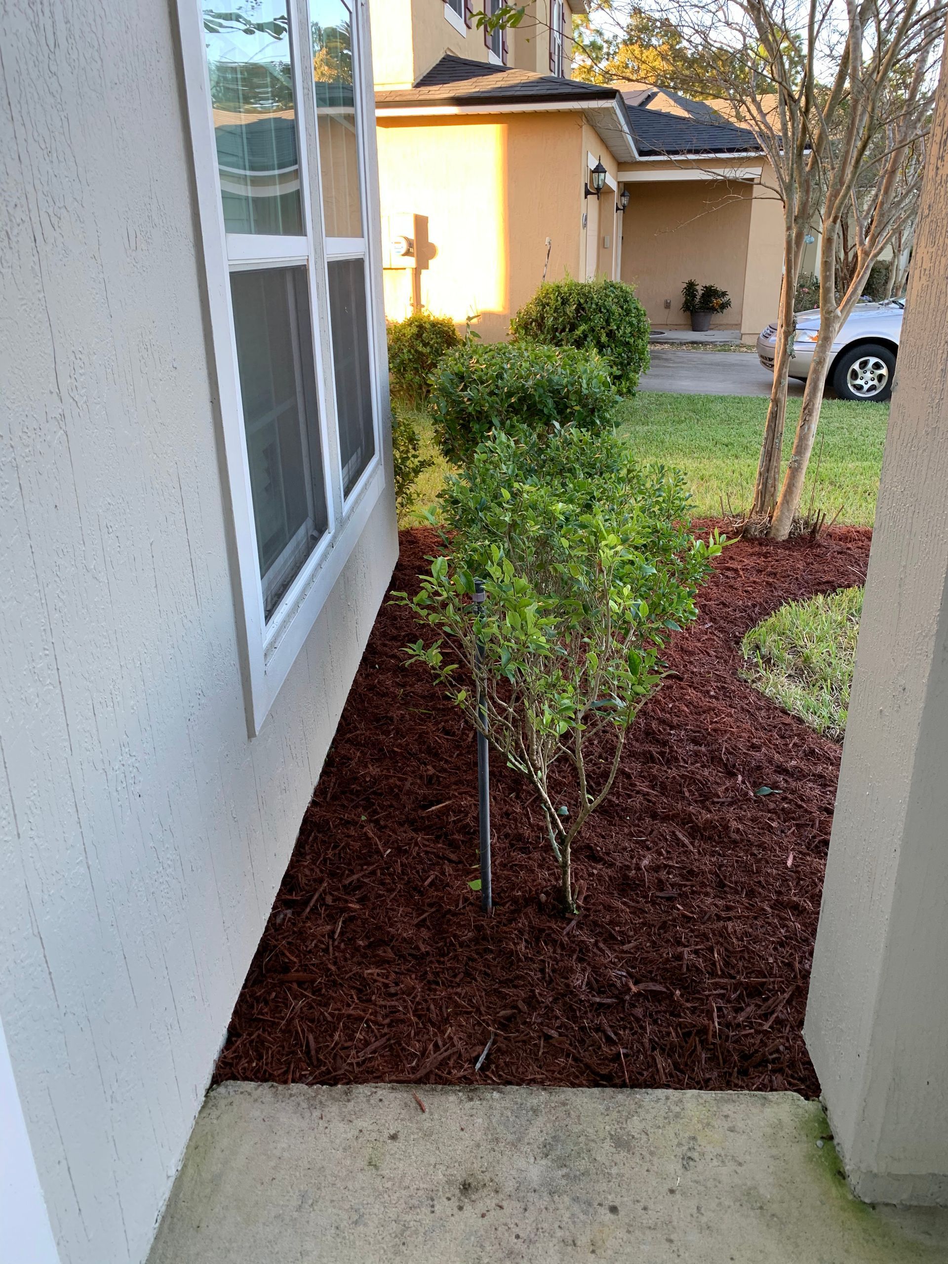 View of a house's side with a window, featuring a garden bed with mulch and green bushes.