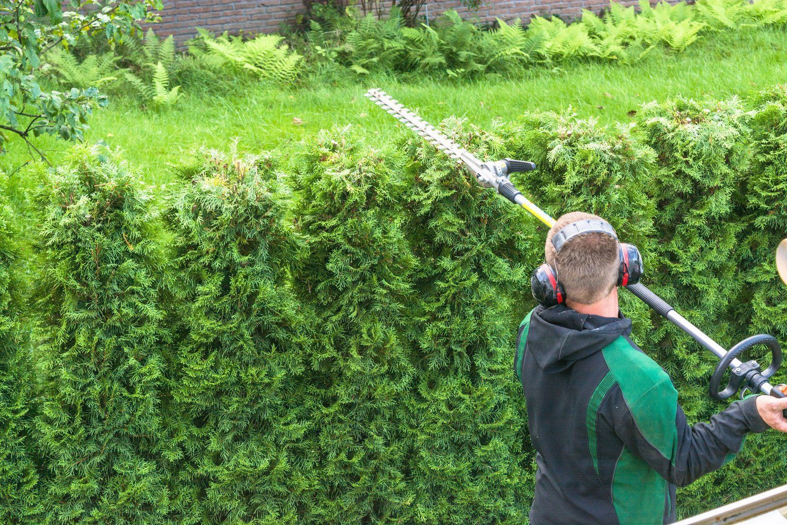 Man trimming a tall hedge with a hedge trimmer, wearing earmuffs. Green foliage background.