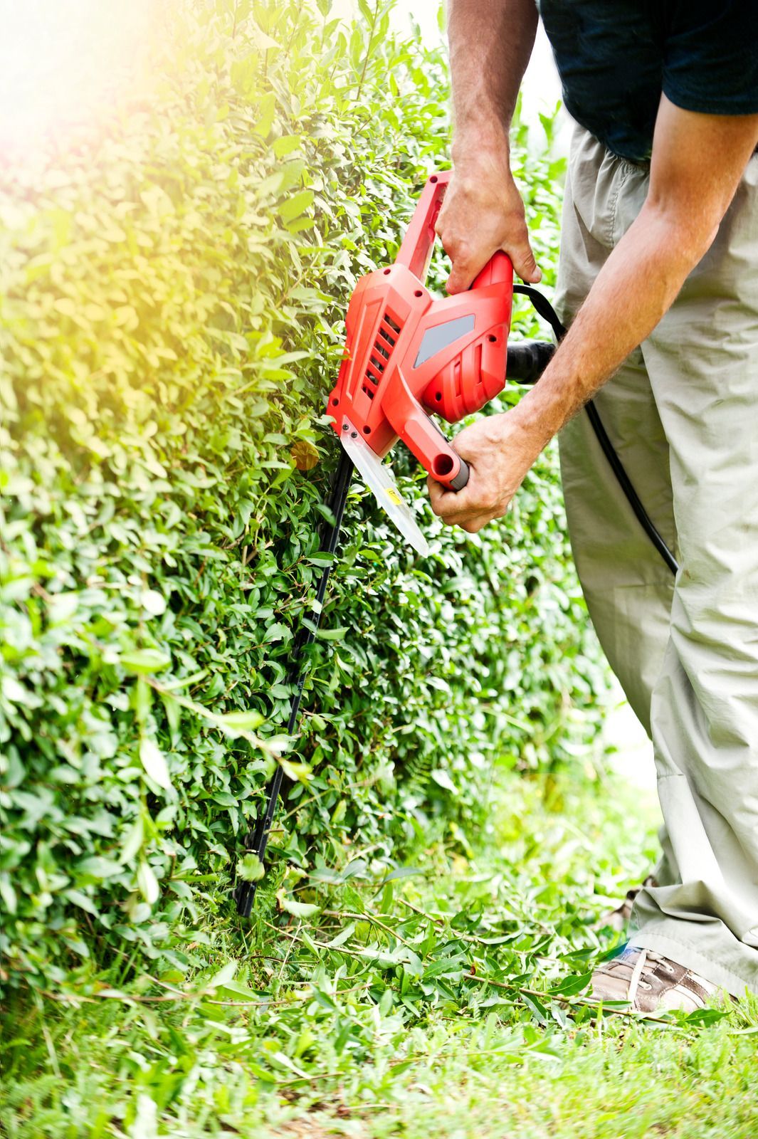 Person trimming a green hedge with a red electric hedge trimmer outdoors.