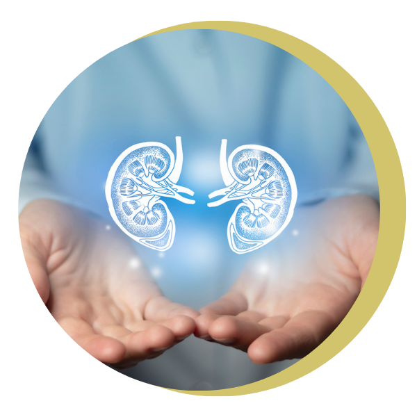 A person is holding a pair of kidneys in their hands.