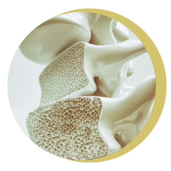 A close up of a bone in a circle