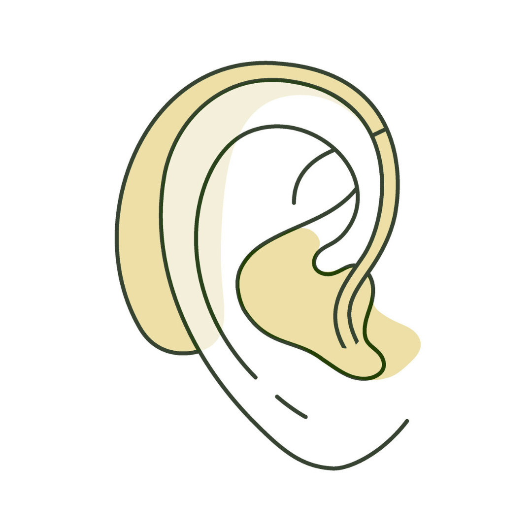 Side view of a human ear, outlined with gray and filled with light yellow shading.