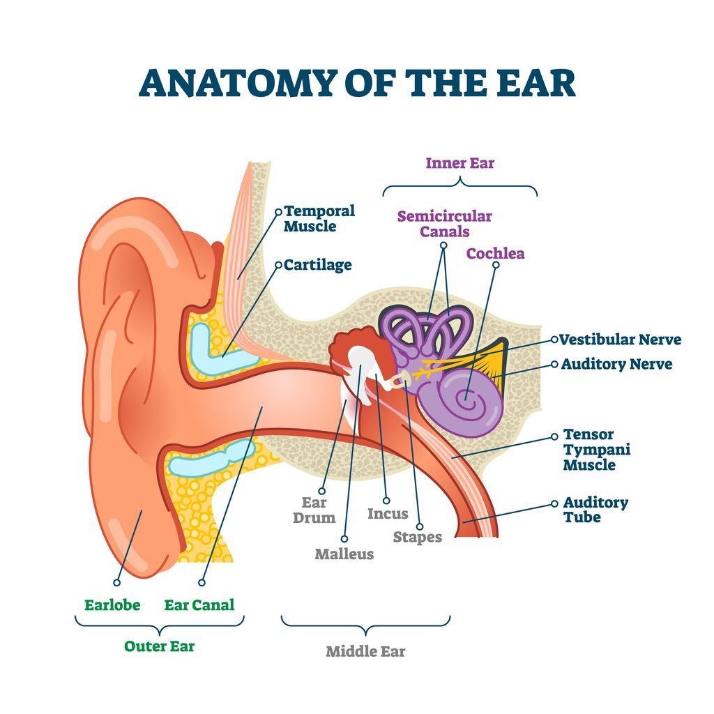 Diagram of the ear's anatomy, showing outer, middle, and inner ear structures with labels like cochlea and auditory nerve.