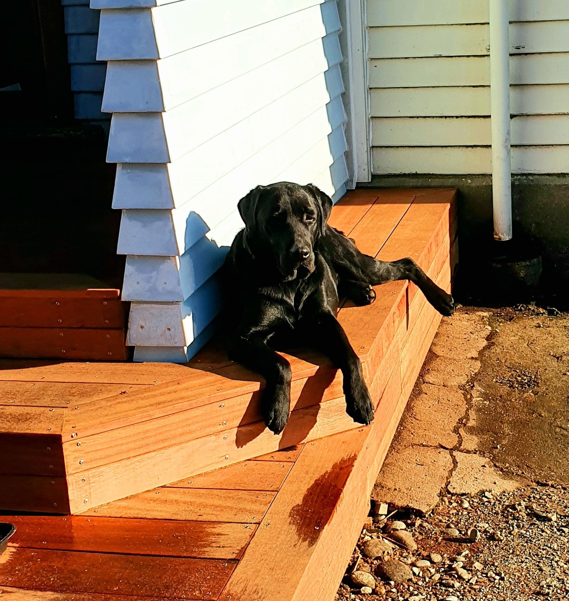 A black dog is laying on a wooden bench