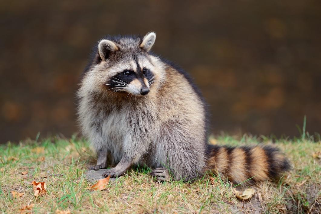 Exterminating Pests — Raccoon in Houston, TX