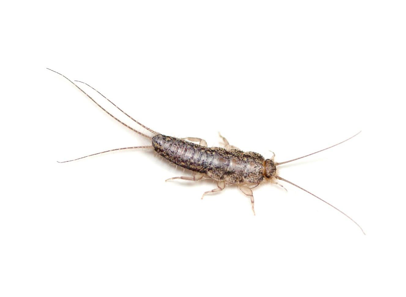 Pest Control Services — Silverfish in Houston, TX