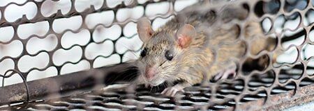 Rodent Control — Pest Control Services in Houston, TX