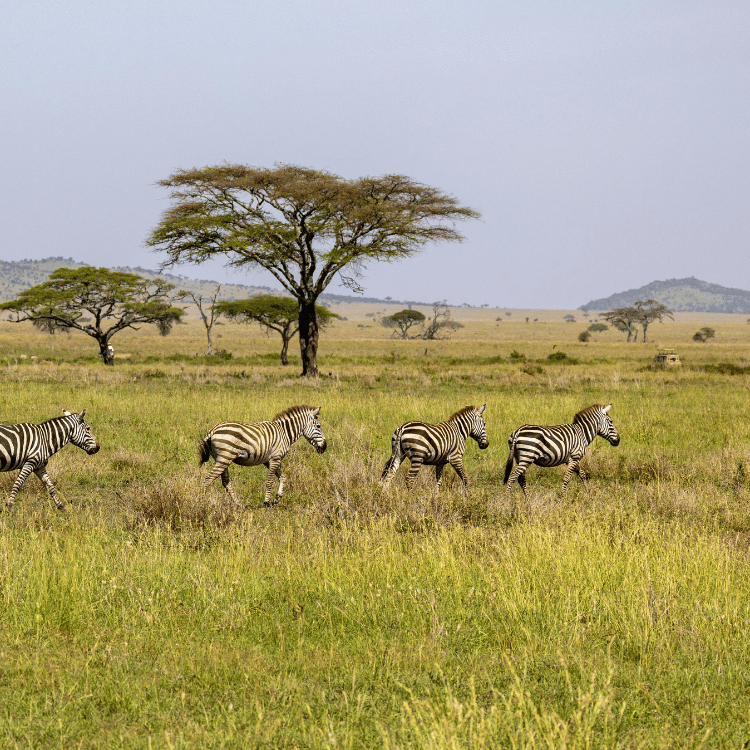 Four zebras running across grassy savanna under a tree.