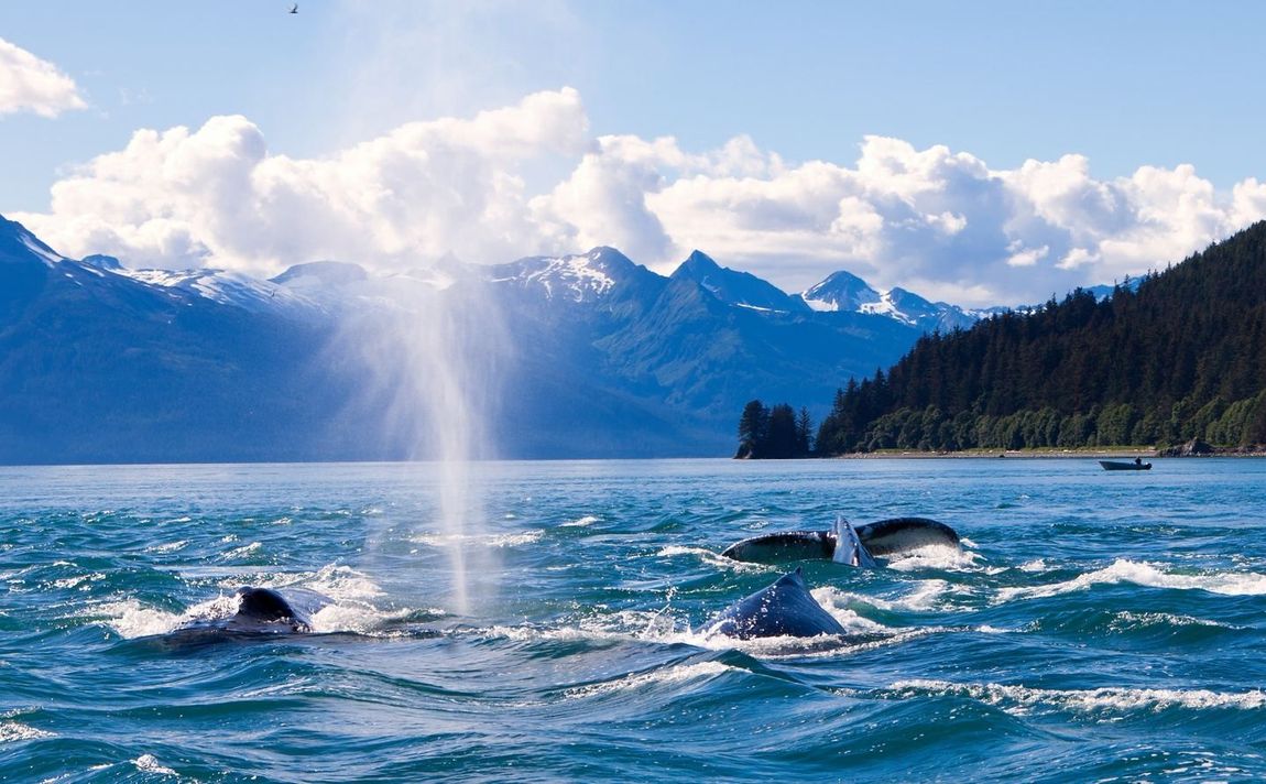 A group of whales are swimming in a lake with mountains in the background.