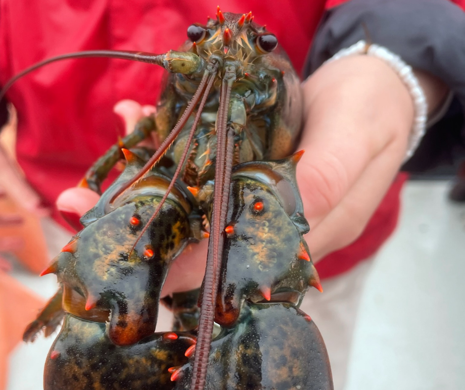 A person is holding a large lobster in their hands