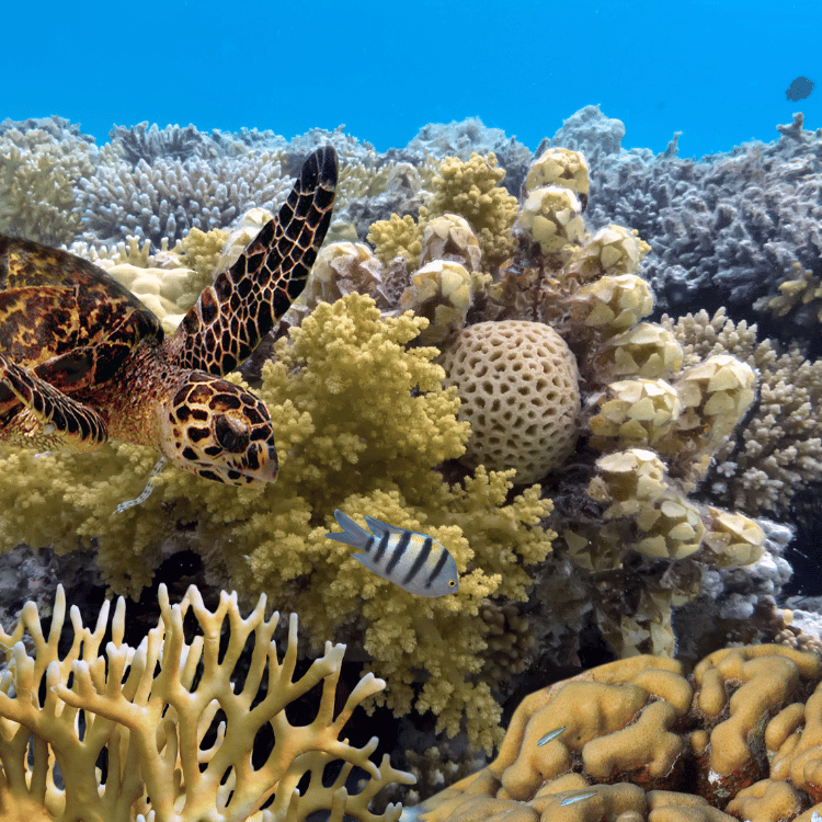 Sea turtle and fish swimming near a coral reef.