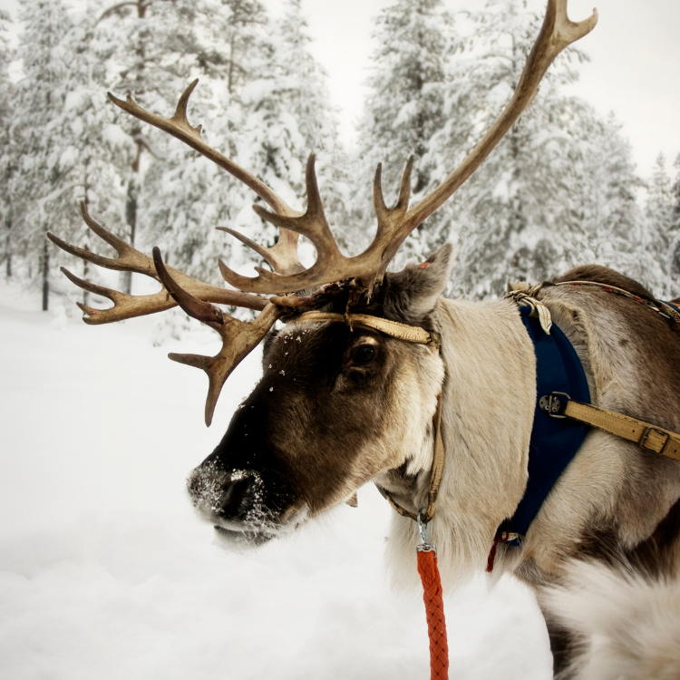 Reindeer with large antlers, harnessed in snow.