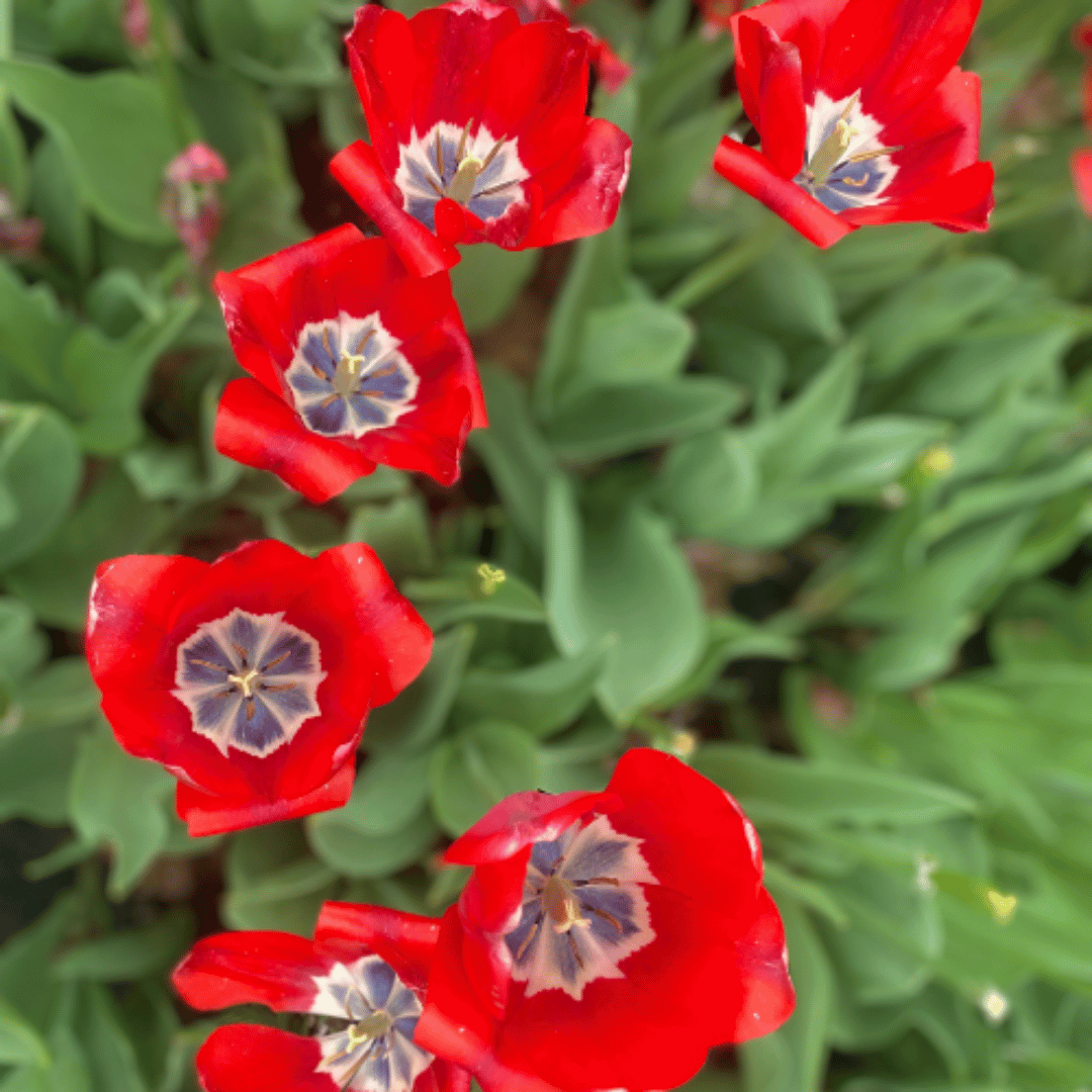 Red tulips with purple centers, surrounded by green leaves.
