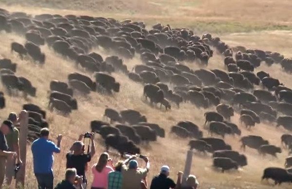 A herd of bison are being photographed by a group of people