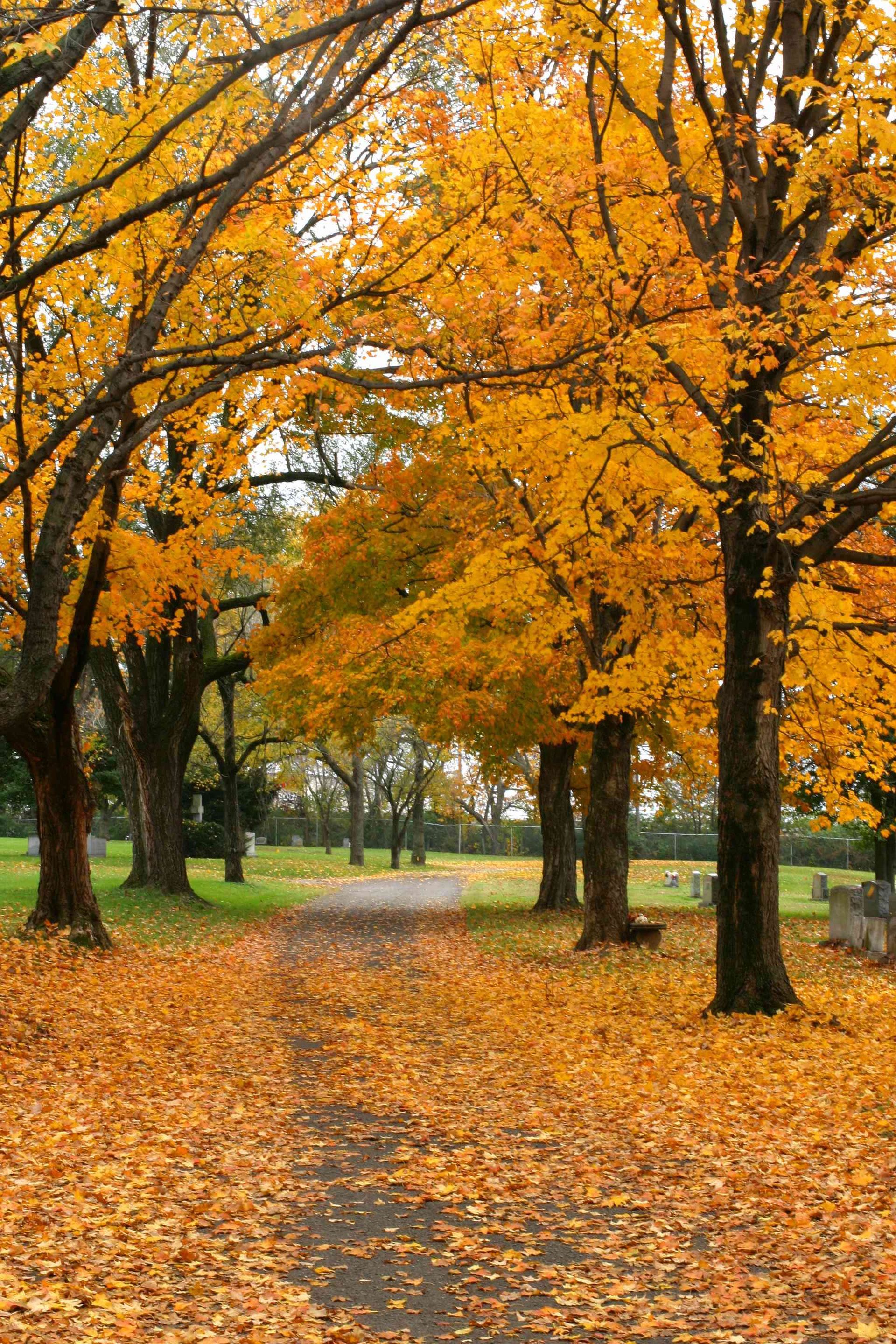 A path in a park with yellow leaves on the ground
