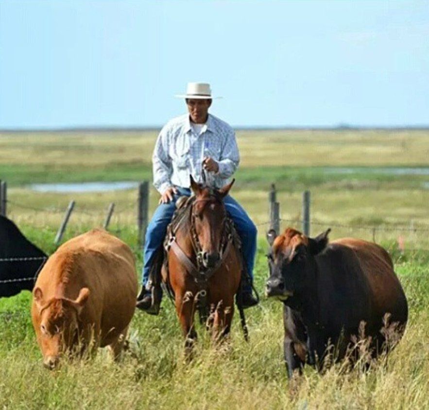 Grass Fed and Grass Finished Beef, Calgary, Alberta TK Ranch