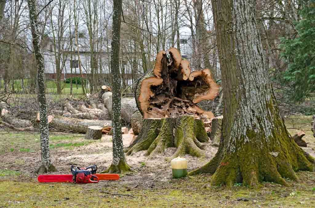 Taking down dangerous tree