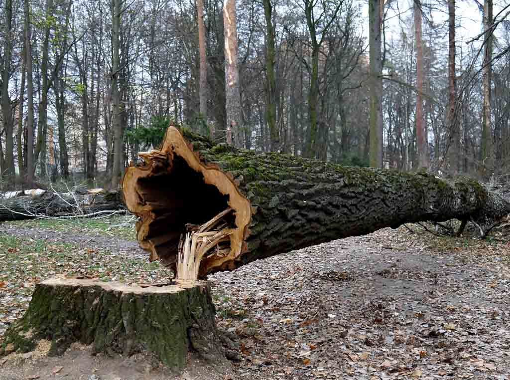 strategic tree falling job - high risk