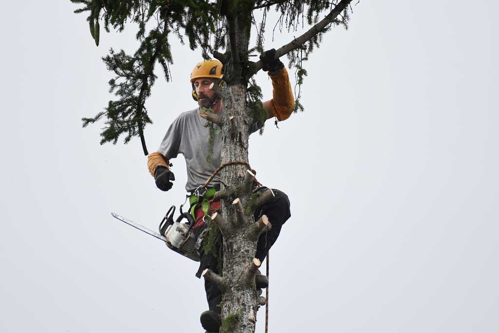 Dan Trimming a pine tree