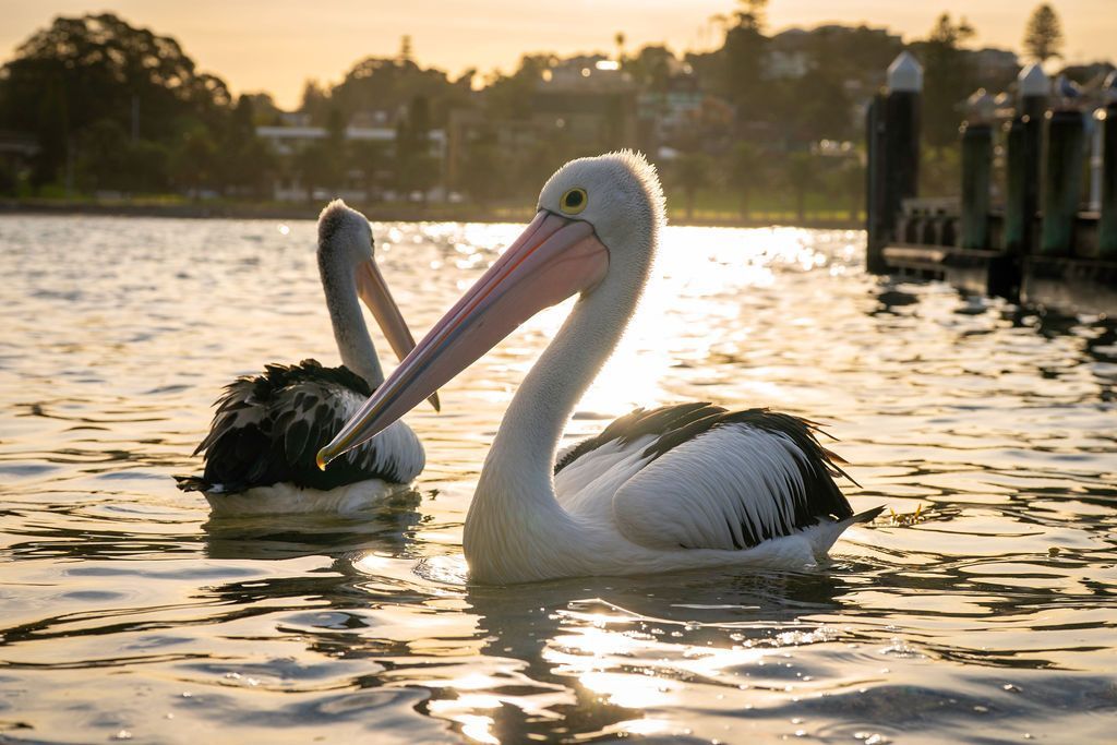 Two pelicans swimming in water at sunset — Dr John Salmon, Kiama Family Dental In Kiama, NSW