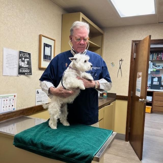 A black and white dog is being examined by a veterinarian