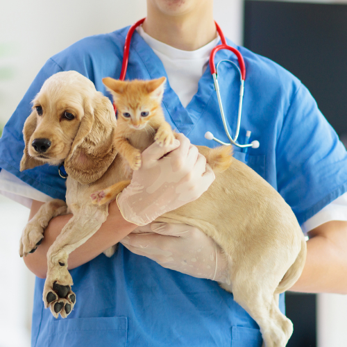 A veterinarian is holding a dog and a kitten