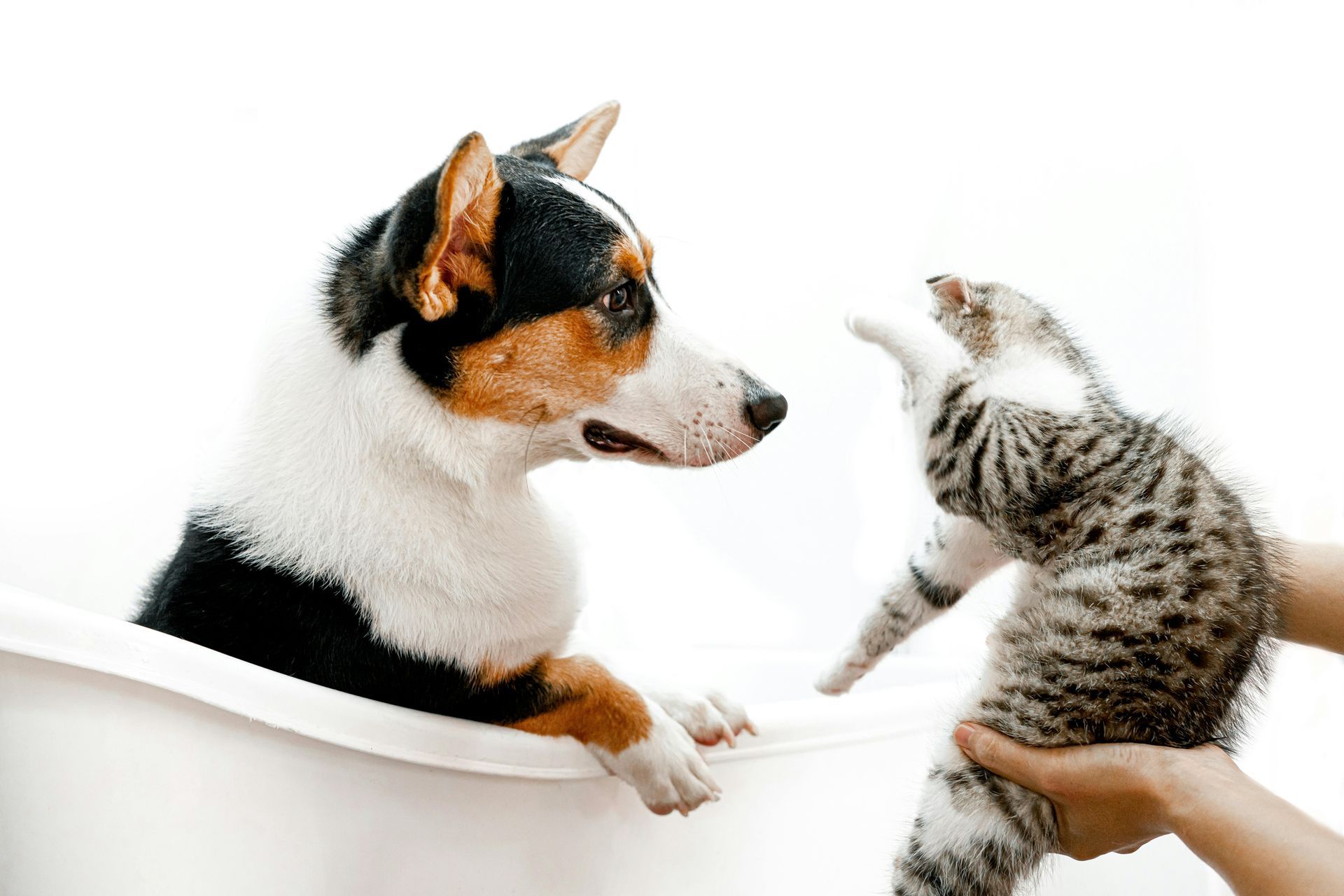 A dog and a cat are standing next to each other in a bathtub.